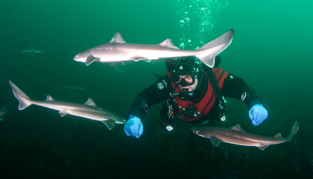 KOLLIDERER: Det ikke uvanlig at haien kommer tett på, forteller Myhre. Foto: Fredrik Myhre KOLLIDERER: Det ikke uvanlig at haien kommer tett på, forteller Myhre. Foto: Fredrik Myhre
