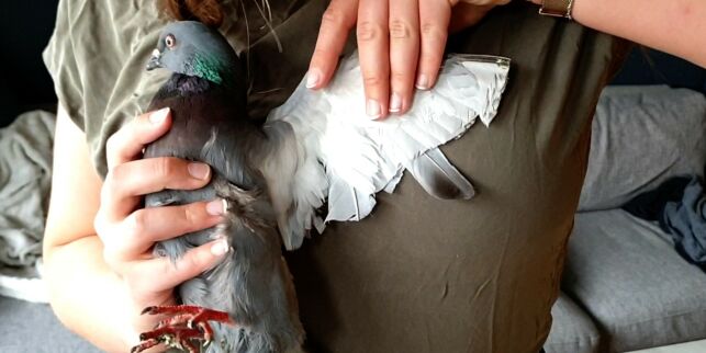 image: Fant due med avklipte vinger og hale