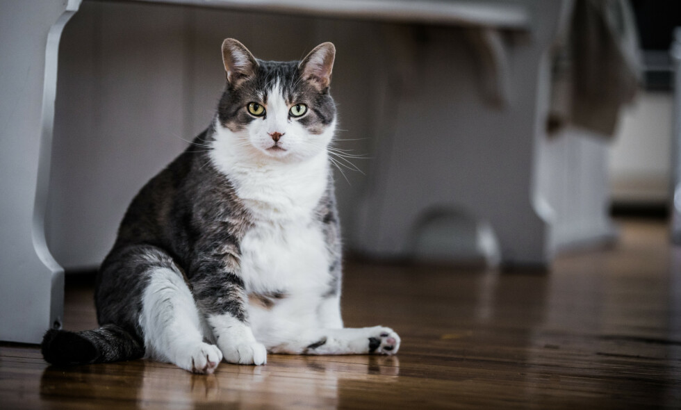 VANLIG: Overvekt hos katt er et svært vanlig problem, og veterinærer er opptatt av å få ut kunnskap om livsstilssykdommene det kan føre med seg. Foto: NTB Scanpix VANLIG: Overvekt hos katt er et svært vanlig problem, og veterinærer er opptatt av å få ut kunnskap om livsstilssykdommene det kan føre med seg. Foto: NTB Scanpix