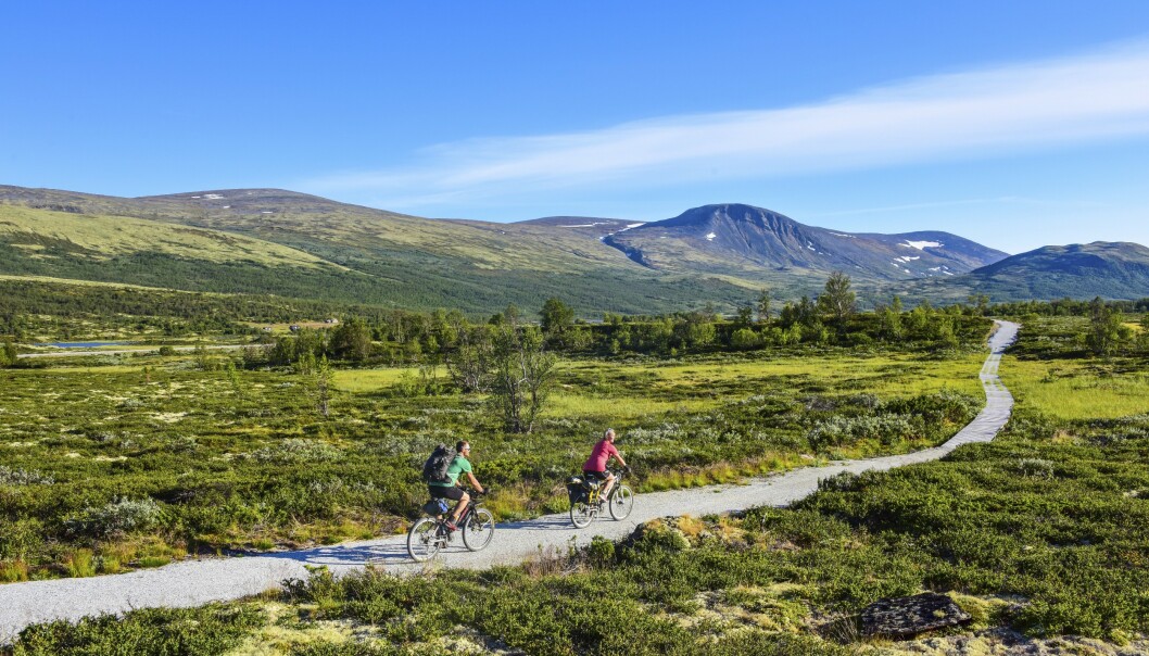 NORGE PÅ SITT FLOTTESTE: På Dovrefjell er det flotte sykkelruter rett gjennom nasjonalparken. FOTO: Torild Moland NORGE PÅ SITT FLOTTESTE: På Dovrefjell er det flotte sykkelruter rett gjennom nasjonalparken. FOTO: Torild Moland