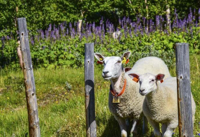 BÆÆ: Få nærkontakt med sauer og andre gårdsdyr gjennom nettverket WWOOF. Medlemskapet koster noen hundrelapper, men oppholdet med gårdene er gratis. FOTO: Ronny Frimann BÆÆ: Få nærkontakt med sauer og andre gårdsdyr gjennom nettverket WWOOF. Medlemskapet koster noen hundrelapper, men oppholdet med gårdene er gratis. FOTO: Ronny Frimann