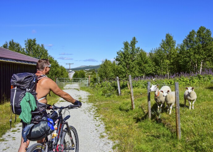BÆ: Du får oppleve det norskeste av det norske på sykkelferie på Dovre. FOTO: Torild Moland BÆ: Du får oppleve det norskeste av det norske på sykkelferie på Dovre. FOTO: Torild Moland
