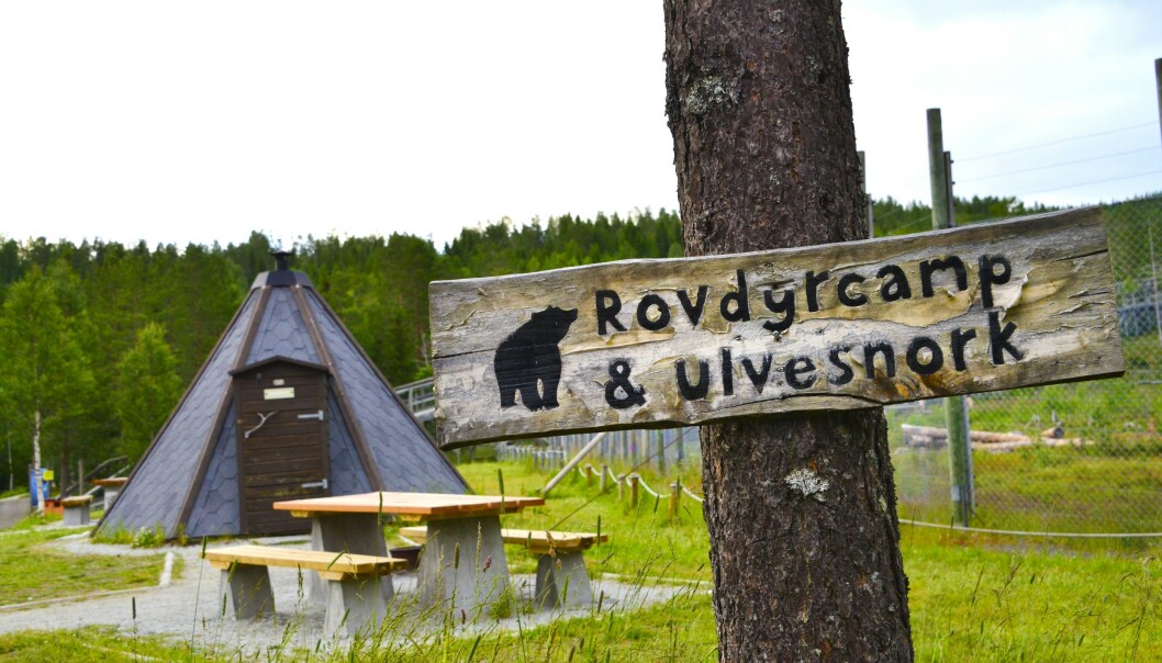 TETT PÅ: Namsskogan familiepark leier ut en gamme som står rett utenfor gjerdet til ulveinnhegningen. Kanskje hører du ulvesnork? FOTO: Torild Moland TETT PÅ: Namsskogan familiepark leier ut en gamme som står rett utenfor gjerdet til ulveinnhegningen. Kanskje hører du ulvesnork? FOTO: Torild Moland