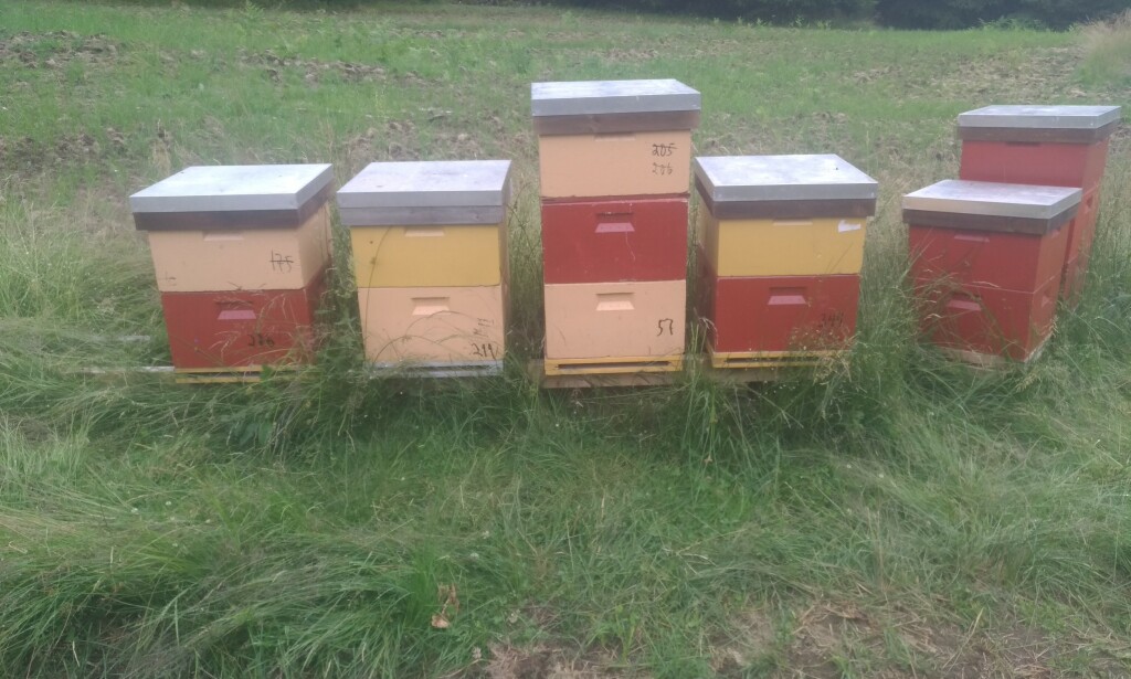 SMITTE I MIDTEN: - I kuben i midten på dette bildet ble det funnet DNA fra bakterien, men ikke fra noen av de øvrige som står ved siden av, sier birøkter Birkeland. Foto: Privat SMITTE I MIDTEN: - I kuben i midten på dette bildet ble det funnet DNA fra bakterien, men ikke fra noen av de øvrige som står ved siden av, sier birøkter Birkeland. Foto: Privat