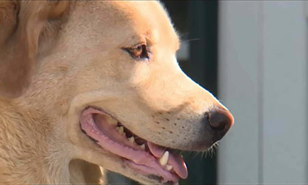FORVIRRET: Ingen klarer skjønne hvordan labradoren kom seg til det gamle huset. Foto: AP FORVIRRET: Ingen klarer skjønne hvordan labradoren kom seg til det gamle huset. Foto: AP