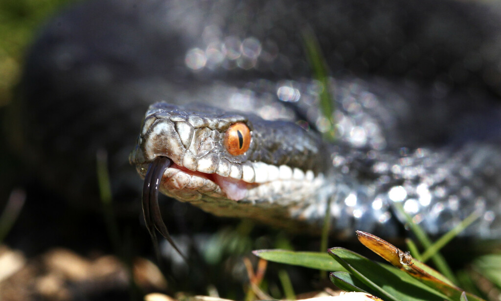 Hoggorm (vipera berus) er en av tre ormer i norsk fauna og den eneste giftige slangen. Hoggormen er fredet i Norge, men ikke utrydningstruet. Foto: Cornelius Poppe / NTB scanpix Hoggorm (vipera berus) er en av tre ormer i norsk fauna og den eneste giftige slangen. Hoggormen er fredet i Norge, men ikke utrydningstruet. Foto: Cornelius Poppe / NTB scanpix
