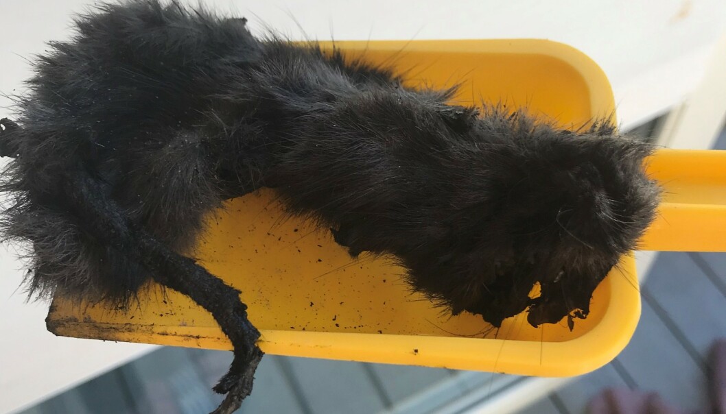 LITEN: - Den var veldig liten, trolig nyfødt. Jeg tok den ut av grillen, og den fikk plass på en liten spade, sier Egeland om den døde katten. Foto: Privat LITEN: - Den var veldig liten, trolig nyfødt. Jeg tok den ut av grillen, og den fikk plass på en liten spade, sier Egeland om den døde katten. Foto: Privat