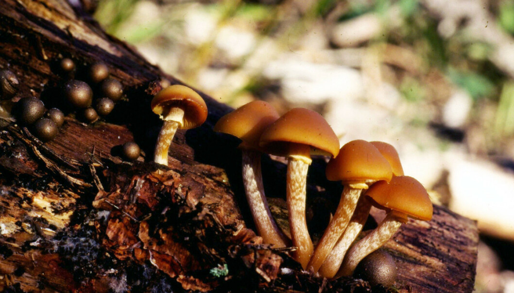 Flatklokkehatten er en av mange giftige sopper. Den kan forveksles med stubbeskjellsopp, men mangler de fine, brune skjellene under ringen. Foto: Klaus Høiland, CC-BY-SA 3.0 Flatklokkehatten er en av mange giftige sopper. Den kan forveksles med stubbeskjellsopp, men mangler de fine, brune skjellene under ringen. Foto: Klaus Høiland, CC-BY-SA 3.0