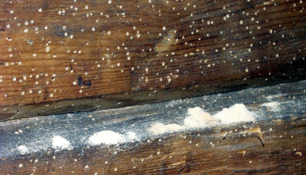 <strong>SKADER AV STRIPET BOREBILLE:</strong> Her ser du mange små flygehull laget av stripet borebille. Vi ser lyst boremel. Både hull og boremel kan være tegn på borebille. Foto: Mycoteam. <strong>SKADER AV STRIPET BOREBILLE:</strong> Her ser du mange små flygehull laget av stripet borebille. Vi ser lyst boremel. Både hull og boremel kan være tegn på borebille. Foto: Mycoteam.