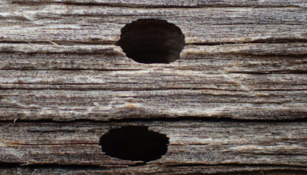 <strong>ANGREPET AV HUSBUKK:</strong> Flygehull lages av husbukklarve. Her ser du at hullet har mørk inntoning som tyder på at det er et gammelt angrep. Foto: Mycoteam. <strong>ANGREPET AV HUSBUKK:</strong> Flygehull lages av husbukklarve. Her ser du at hullet har mørk inntoning som tyder på at det er et gammelt angrep. Foto: Mycoteam.