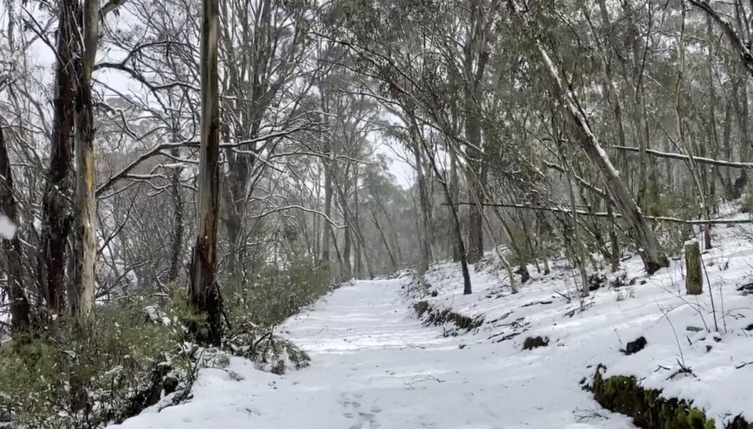 SKILØYPE? Det er nesten så man kunne tatt fram skiene og gått seg en liten langrennstur på denne stien i Oberon, New South Wales, Australia. Foto: Tracey Johns / Reuters / Scanpix SKILØYPE? Det er nesten så man kunne tatt fram skiene og gått seg en liten langrennstur på denne stien i Oberon, New South Wales, Australia. Foto: Tracey Johns / Reuters / Scanpix