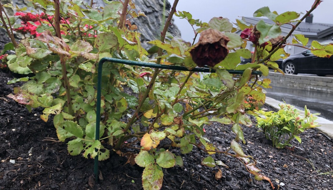 <strong>STØTTE:</strong> Unngå at vinden knekker plantene med en skikkelig plantestøtte. Foto: Linn Merete Rognø. <strong>STØTTE:</strong> Unngå at vinden knekker plantene med en skikkelig plantestøtte. Foto: Linn Merete Rognø.