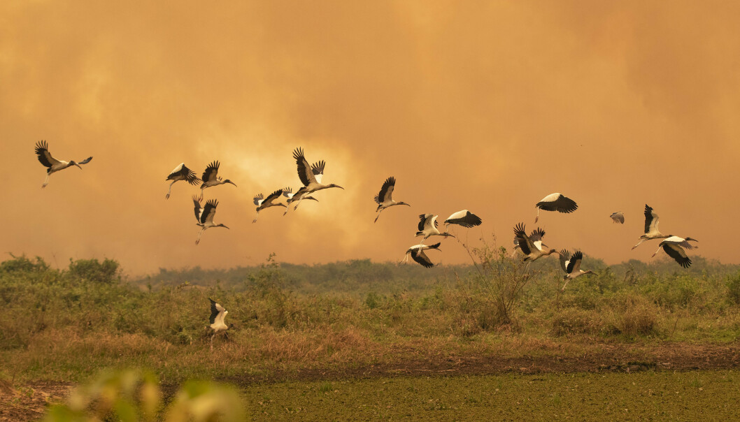 Pantanal er kjent for et rikt fugleliv som nå rammes av voldsomme branner i den tørkerammede våtmarken. Her ved Transpataneira-veien i nærheten av Pocone. Foto: Andre Penner / AP / NTB scanpix Pantanal er kjent for et rikt fugleliv som nå rammes av voldsomme branner i den tørkerammede våtmarken. Her ved Transpataneira-veien i nærheten av Pocone. Foto: Andre Penner / AP / NTB scanpix