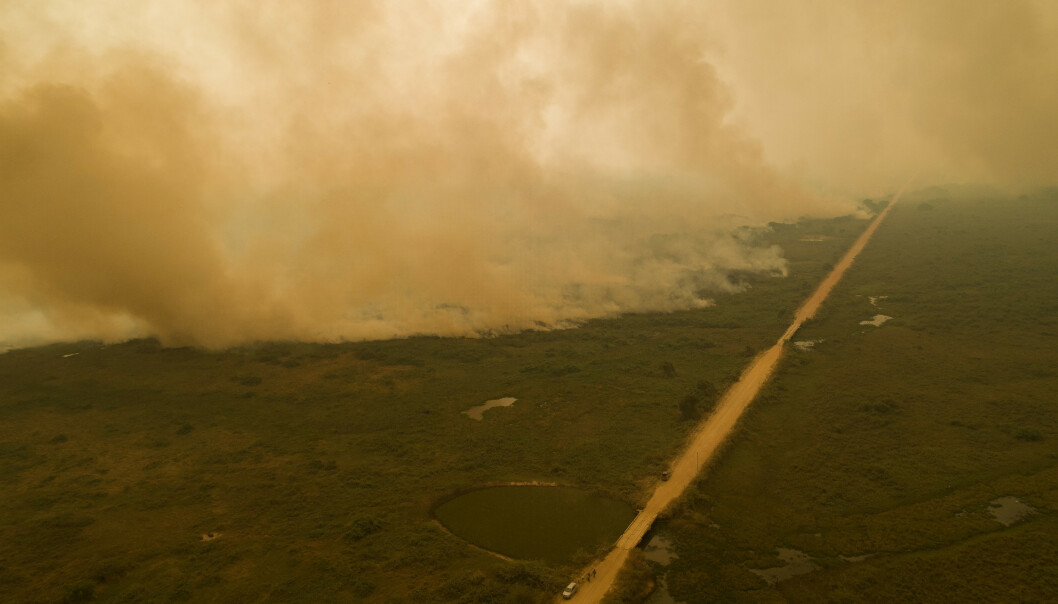 Tørken som har rammet Pantanal i år, står i fare for å bli den nye normalen, ifølge Tasso Azevedo, koordinator i Mapbiomas, en forskningsgruppe som overvåker miljødata. Foto: Andre Penner / AP / NTB scanpix Tørken som har rammet Pantanal i år, står i fare for å bli den nye normalen, ifølge Tasso Azevedo, koordinator i Mapbiomas, en forskningsgruppe som overvåker miljødata. Foto: Andre Penner / AP / NTB scanpix