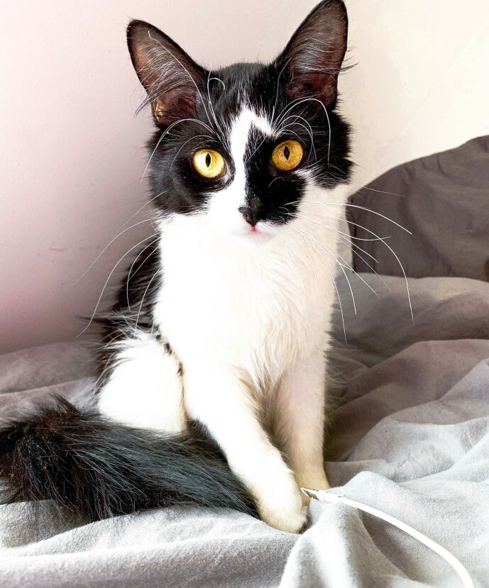 <strong>MEEKO:</strong> Realityprofilens katt måtte til veterinæren etter at ha blitt skadet etter en påkjørsel. Her avbildet før ulykken. Foto: Privat <strong>MEEKO:</strong> Realityprofilens katt måtte til veterinæren etter at ha blitt skadet etter en påkjørsel. Her avbildet før ulykken. Foto: Privat