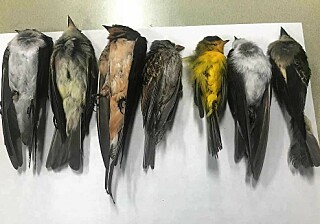 Slår alarm: «Regner» døde fugler