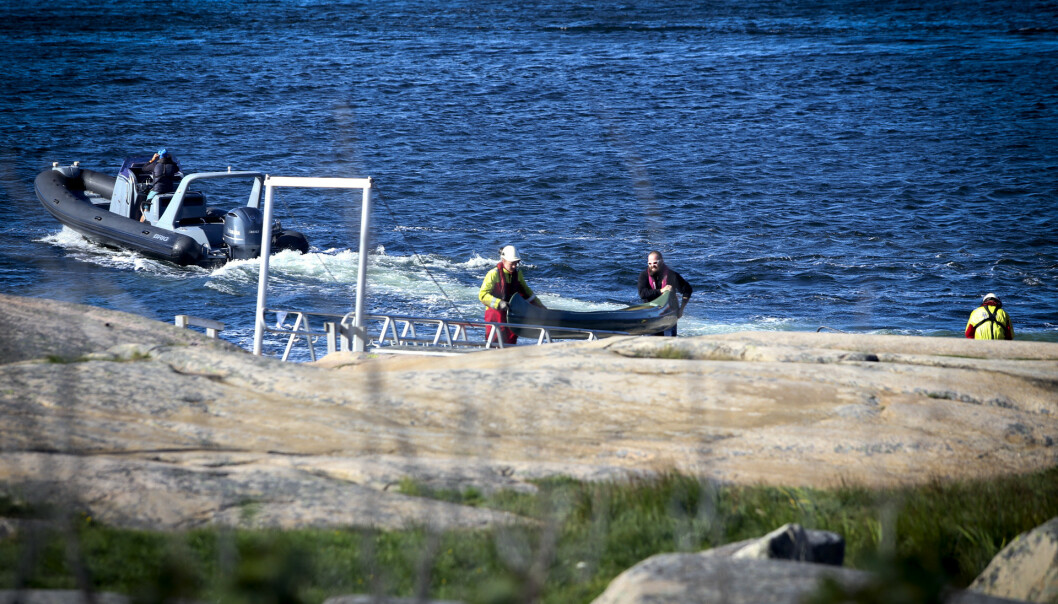 <strong>KANTRET:</strong> Flere kanoer kantret utenfor Fredrikstad. Hovedredningssentralen anslår at 16 personer havnet i vannet. Foto: Nyhetstips.no <strong>KANTRET:</strong> Flere kanoer kantret utenfor Fredrikstad. Hovedredningssentralen anslår at 16 personer havnet i vannet. Foto: Nyhetstips.no