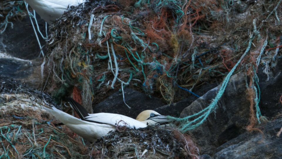 Ber fiskeriene ta ansvar: - Forferdelig