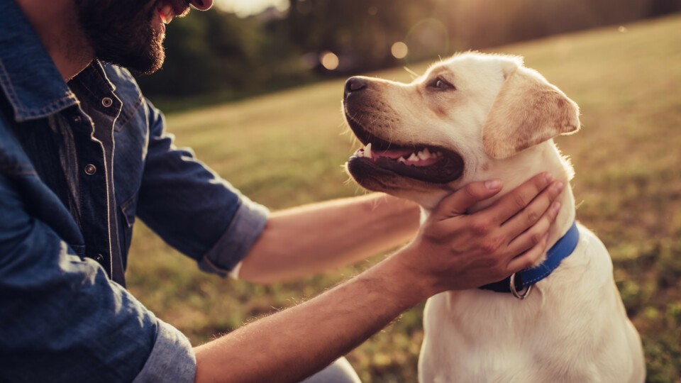 Hundedøden: Nye prøver gir ikke svar