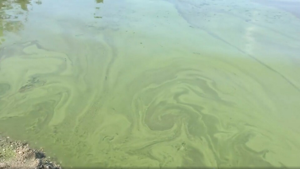 Mjøsa er grønn av potensielt giftige alger
