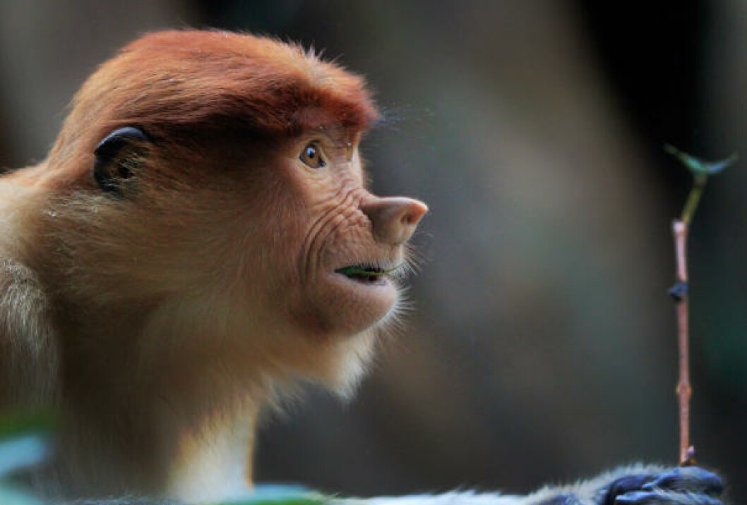 Фото смешной обезьянки. Обезьяна носач. Смешные обезьяны. Смешная мартышка. Макаки смешные.