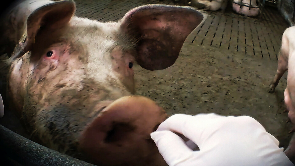 Sterke reaksjoner - TV-dokumentar om svineproduksjon ryster politikerne