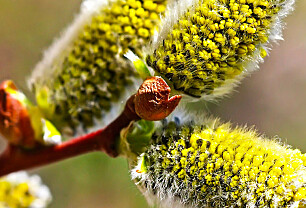 Allergi mot pollen fra salix