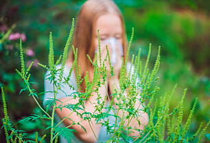 Ragweed kan komme til Norge. Dette bør pollenallergikere vite