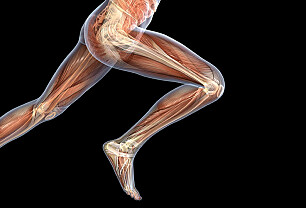 Hvilke muskler bruker du når du løper?